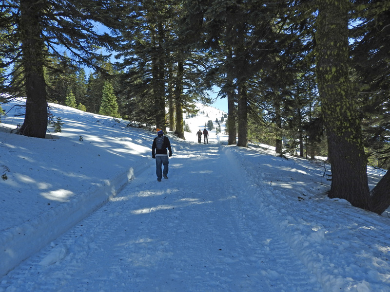 n_X2019-01-14 1124 Pretty walk back.jpg